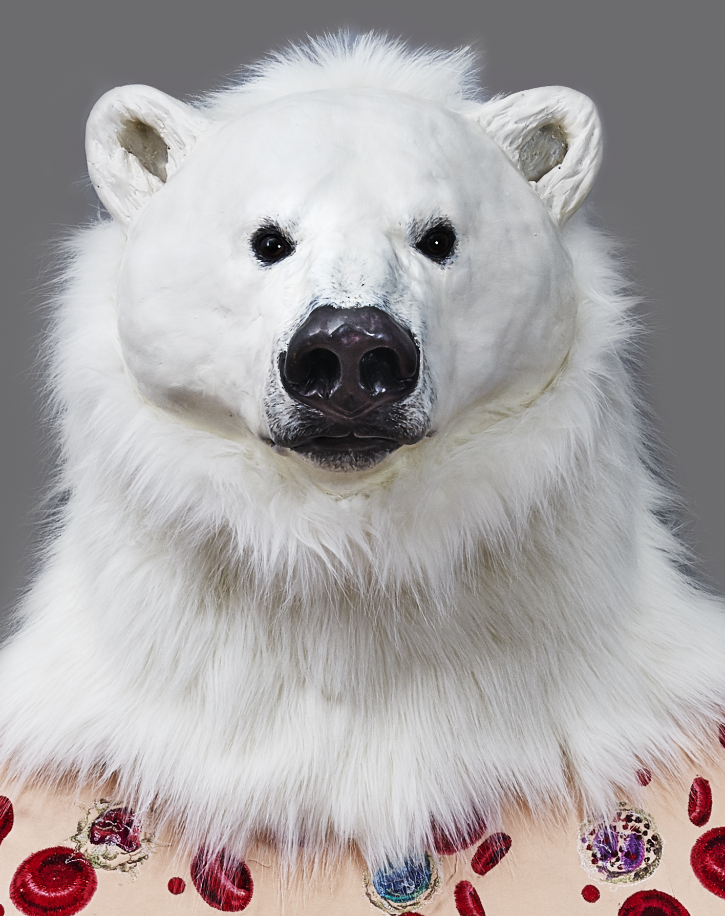Ursus maritimus Skin: Blood Cells