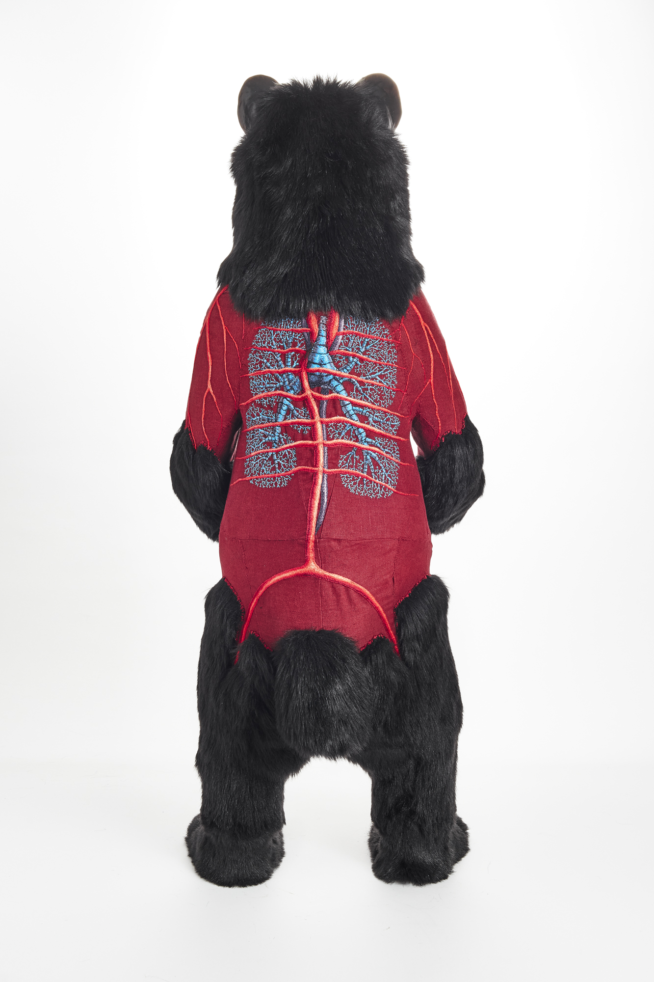 Ursus americanus Standing
