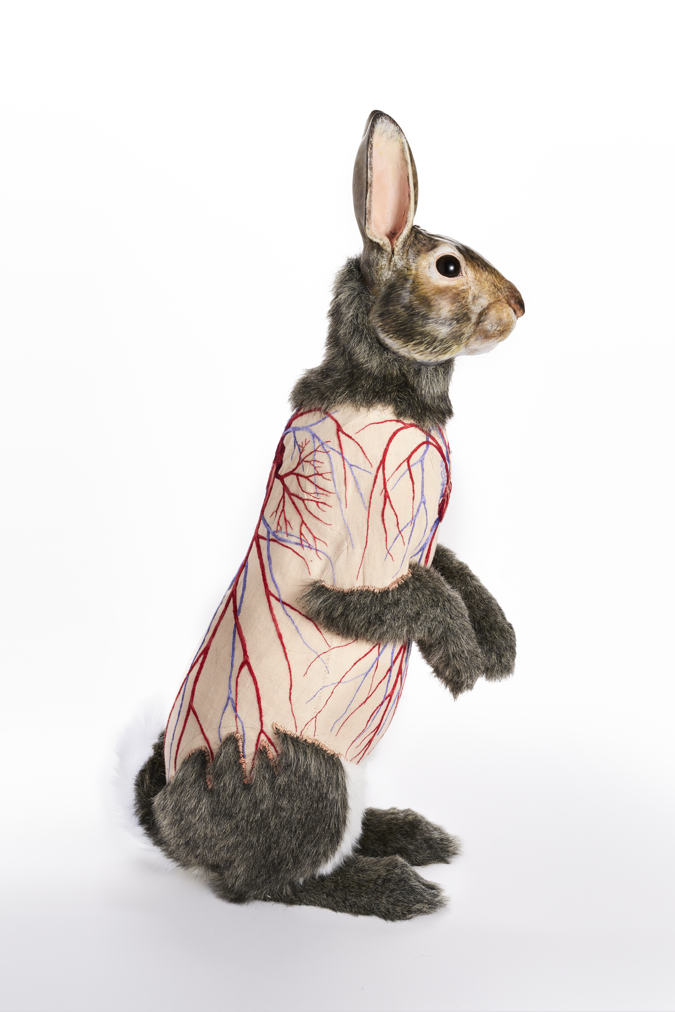 Flayed Rabbit: Cottontail