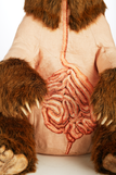 Ursus arctos horribilus