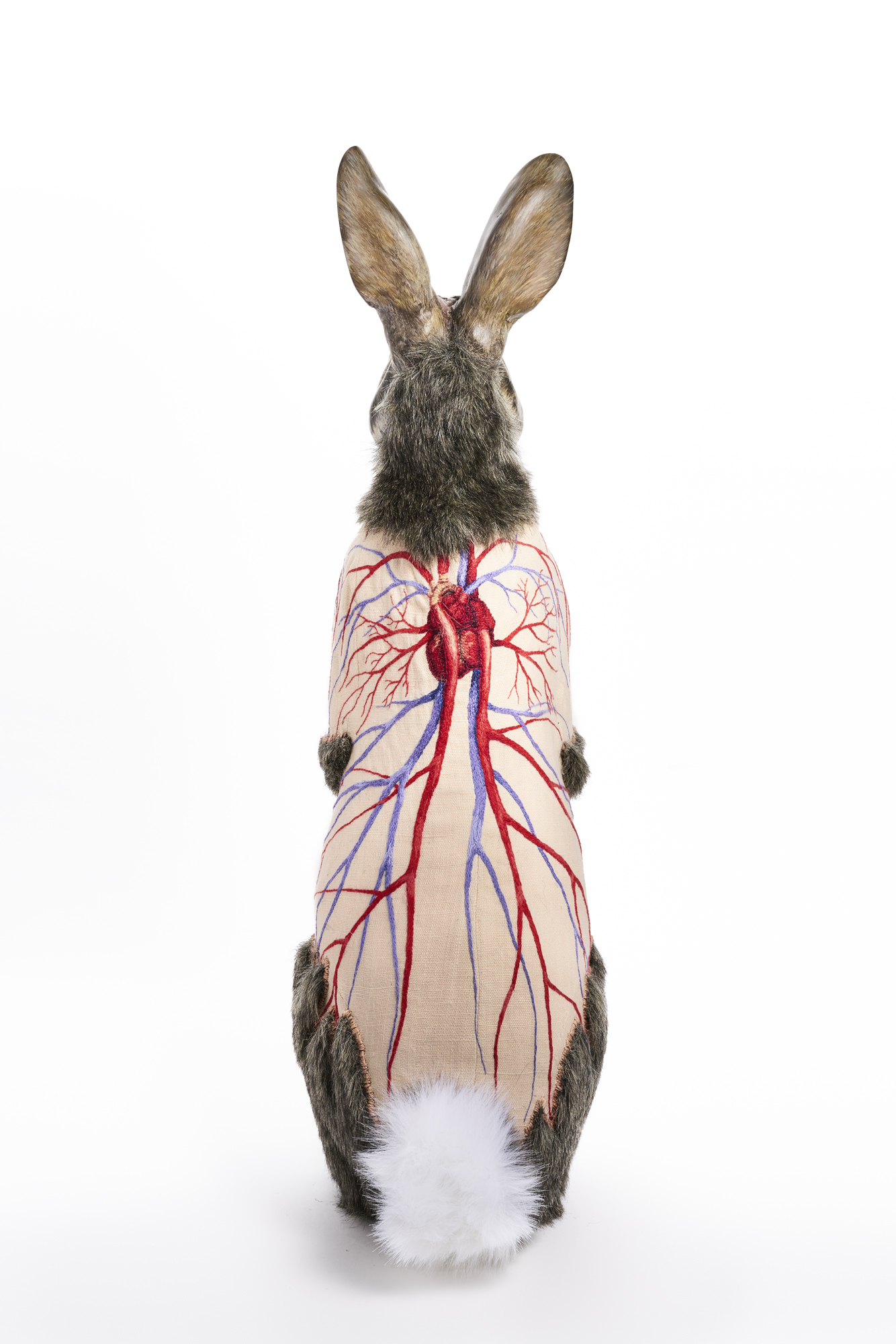 Flayed Rabbit: Cottontail