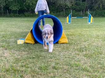 Agility nybörjare/unghund del 2