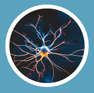 Rewire Your Brain Energy: Are Mitochondria The Keys To Mental Health - Part One
