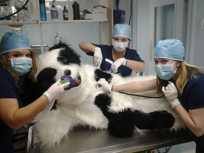 San Juan Animal Hospital surgical suite