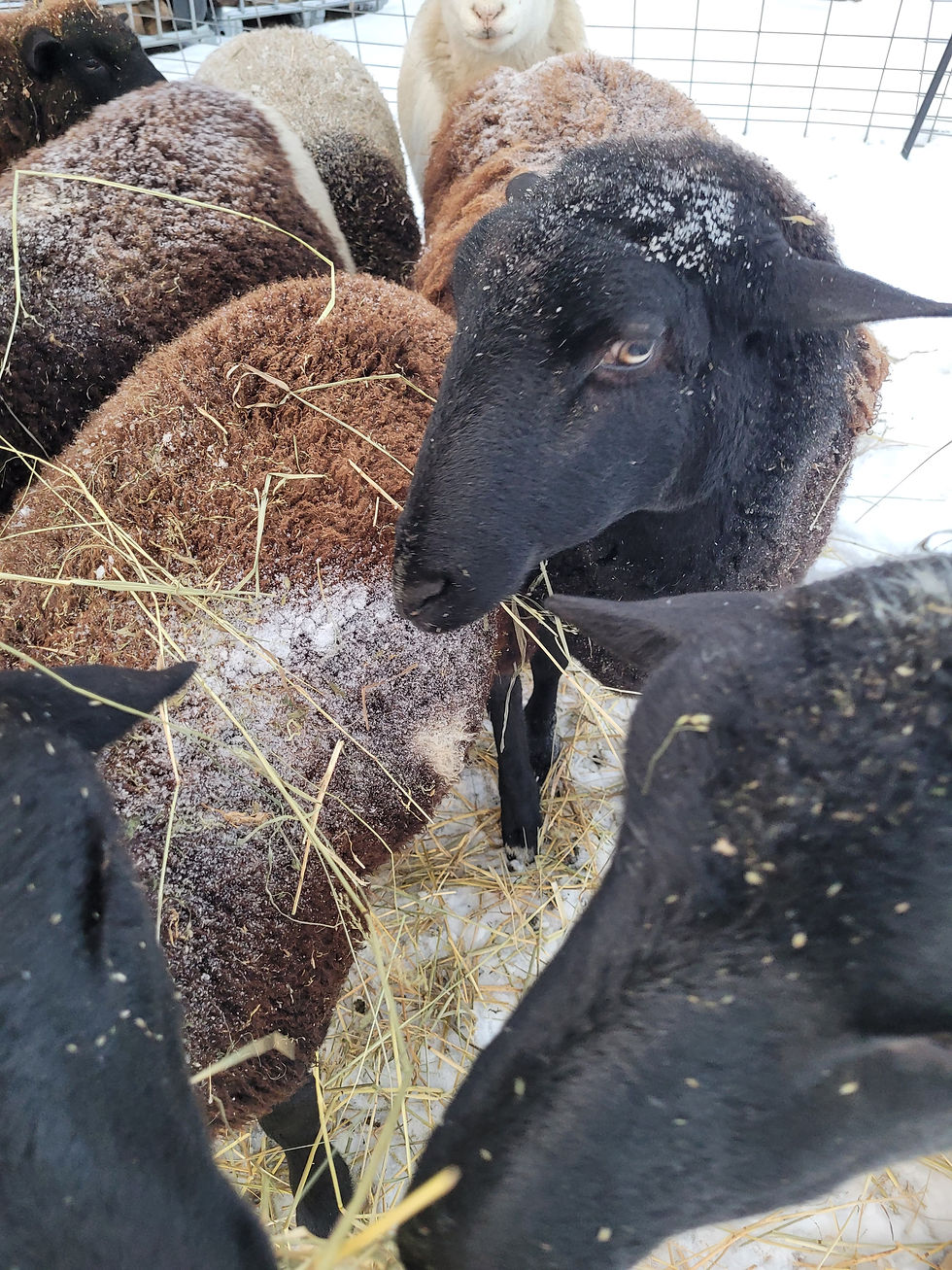 Whisper & the sheep