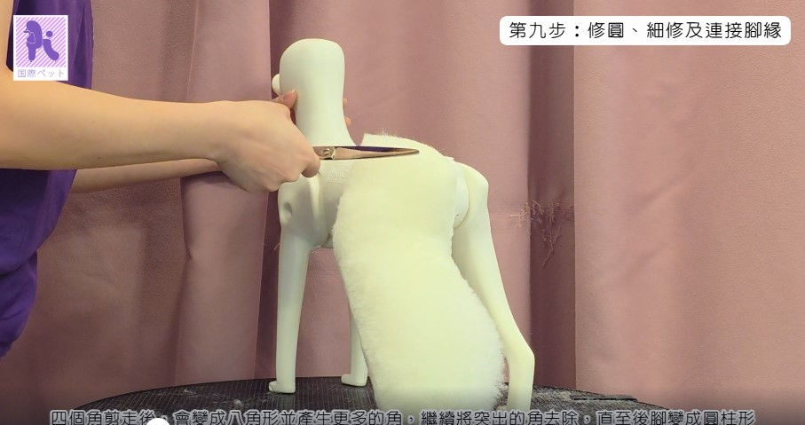 貴婦犬四支修剪強化班 