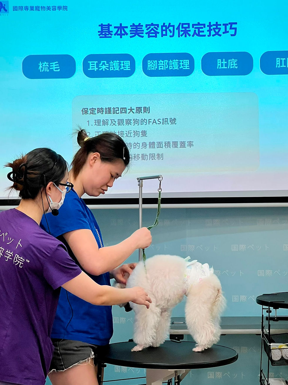 寵物美容保定講座