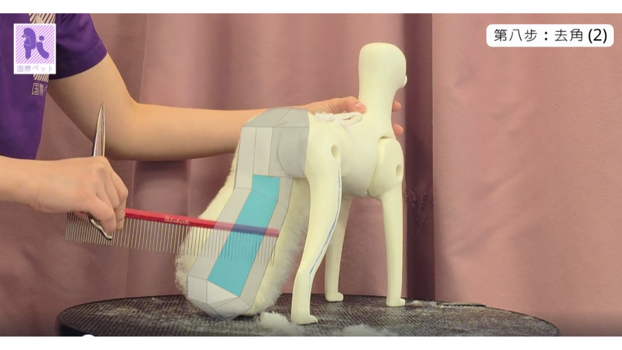 貴婦犬四支修剪強化班
