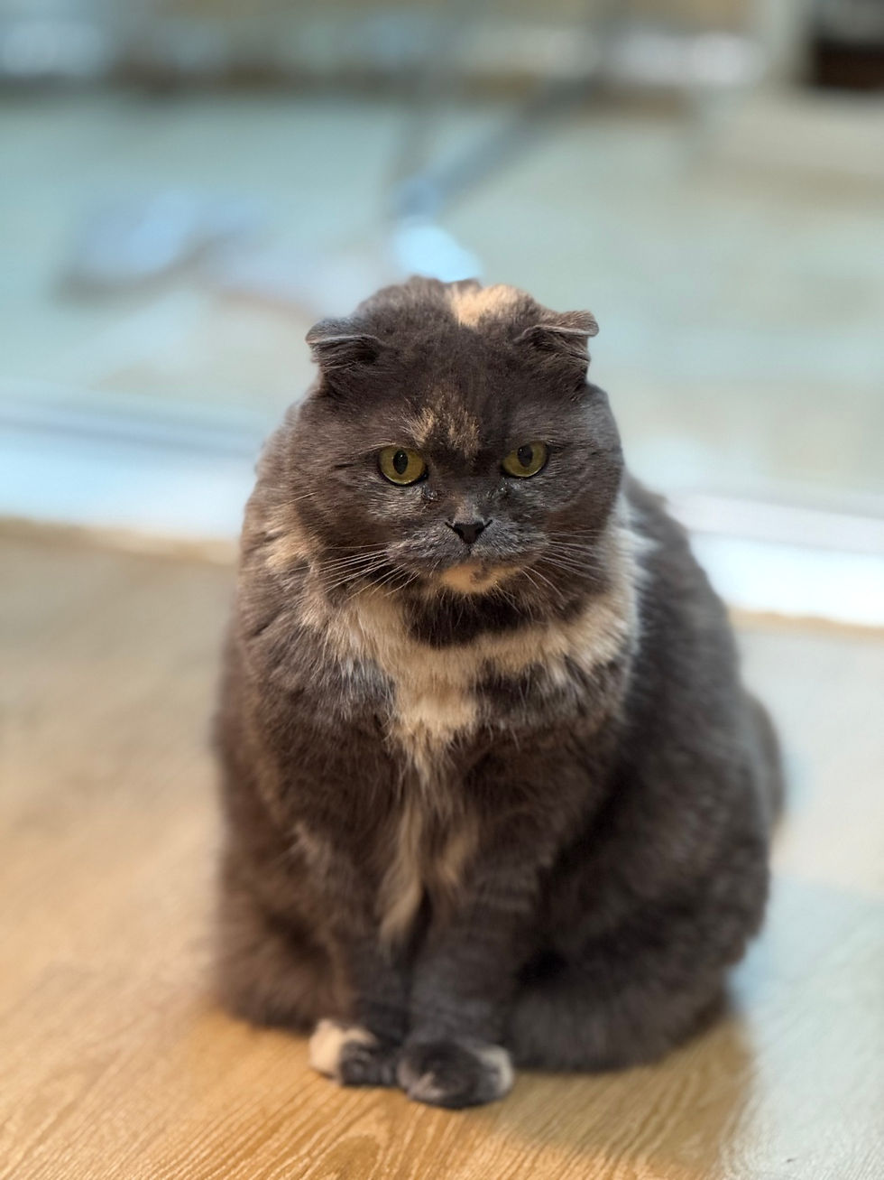 서울고양이무료분양