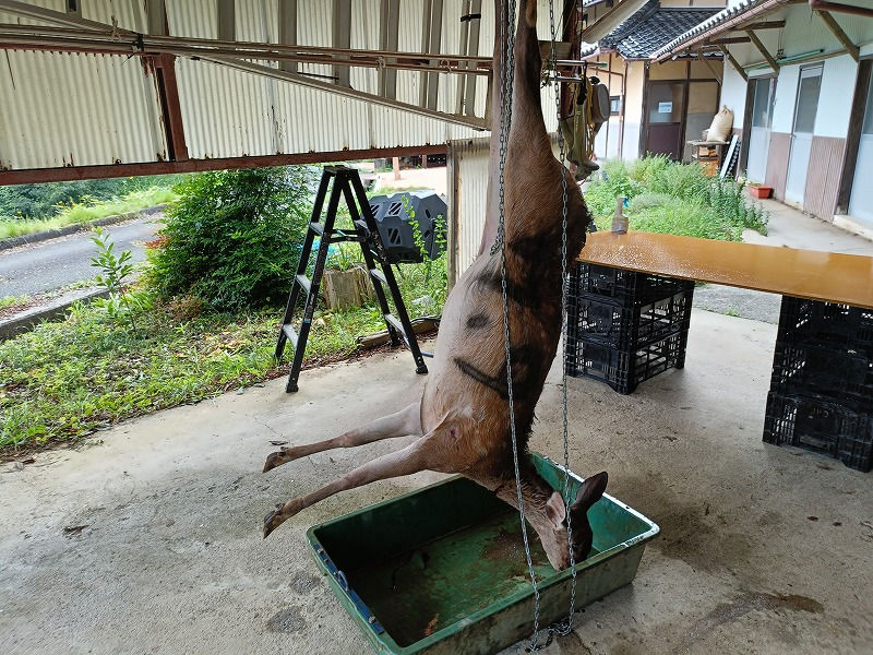 鹿肉ではなく鹿をもらいました
