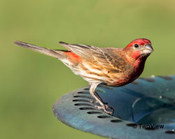 House Finch