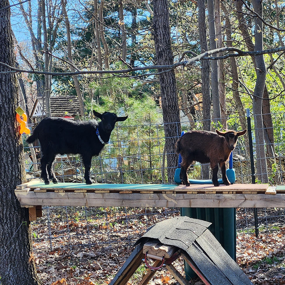 Kids at Play