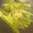 Asparagus