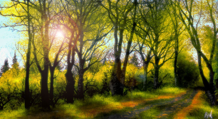 Forest Trail.jpg