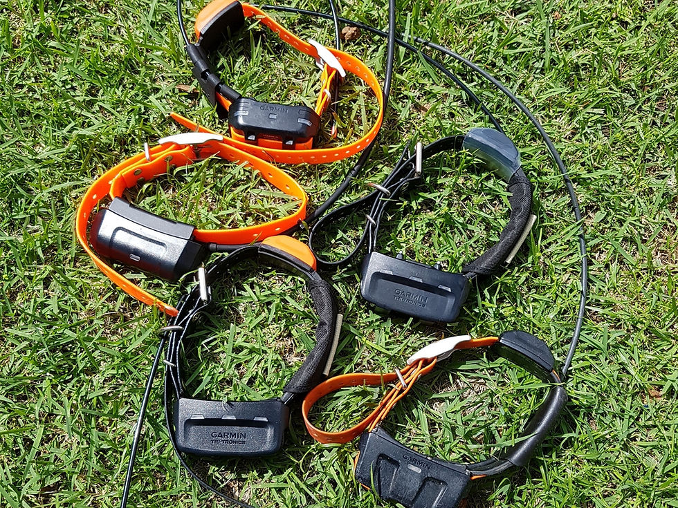 Coleiras GPS para Cães sobre a grama