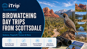 Birdwatching Day Trips from Scottsdale