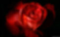 Scarlet Rose1152x720.jpg