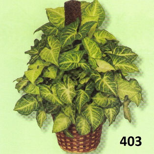 403 Green nepthytis.jpg