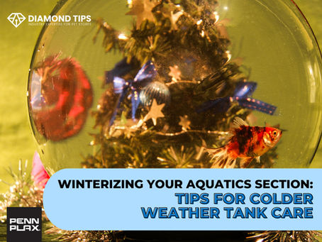 Winterizing Your Aquatics Section: Tips for Colder Weather Tank Care