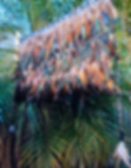Thumbnail: ‘Kaea’ Adults Size Half Length Feather Cloak