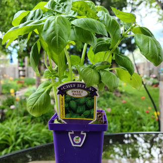 sweet basil plant in a purple pot with name tag