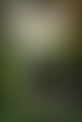 Standing Through Shadows