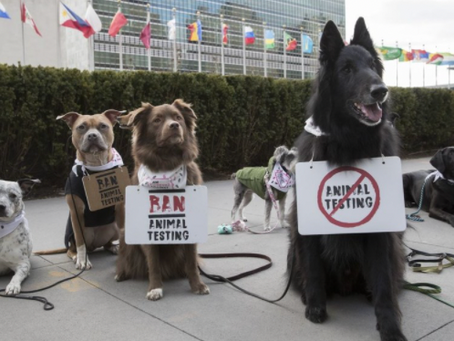 DECLARACIÓN UNIVERSAL DE LOS DERECHOS DEL ANIMAL