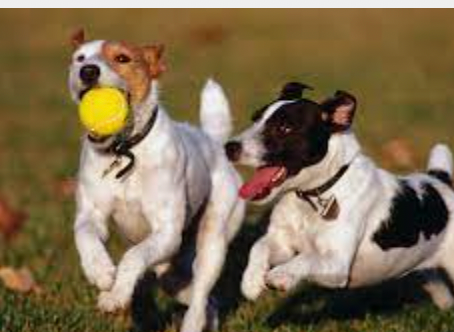 LA IMPORTANCIA DEL JUEGO
¿Tu perro juega?
EL JUEGO