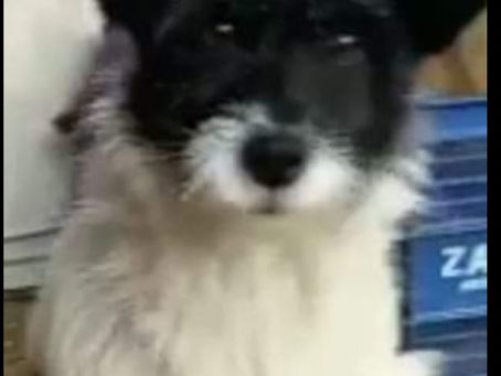 ¡Tu perro está protegido! Conoce las vacunas obligatorias y recomendadas en Asturias.