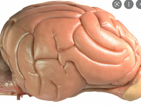 NEUROCIENCIA EN PERROS