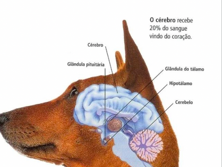 FERORMONAS Y HORMONAS
¿PORQUE SABER DE ELLAS?