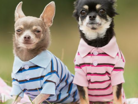 UNA NARRATIVA DISEÑADA PARA NUEVOS TIEMPOS -----LAS FAKE NEWS DE LOS PERROS