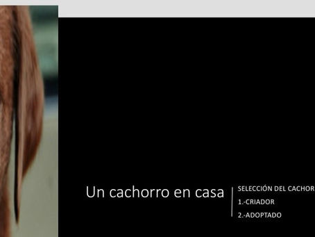 ¡Un cachorro en casa!