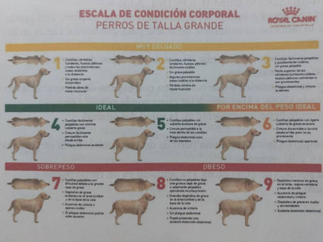 HABLEMOS DE LA OBESIDAD Y NUTRICIÓN
