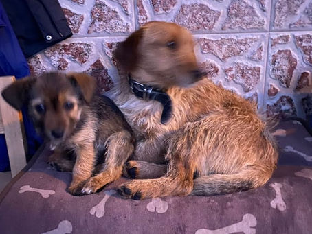 LOS PERROS Y GATOS EN LAS REDES SOCIALES
LA CRECIENTE IGNORANCIA SE VIRALIZA
Estos son algunos
