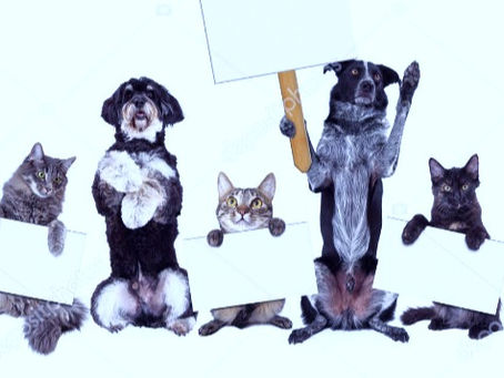 Obligaciones de las personas propietarias de animales de compañía
