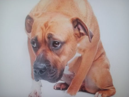 ¿ES INGENUO TU PERRO O LO ERES TÚ?