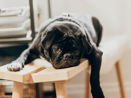 ¿Tu perro está aburrido?