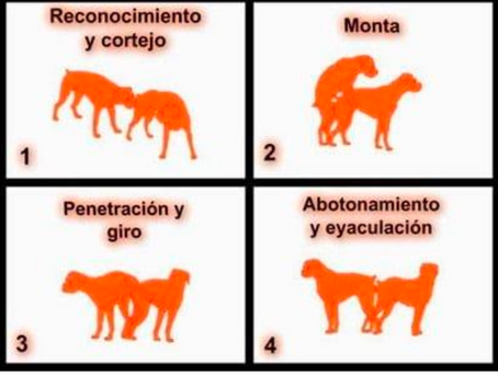 MACHO REPRODUCTOR