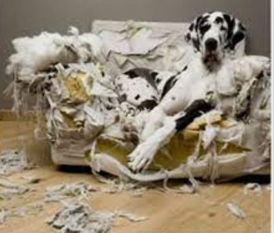 ANSIEDAD EN PERROS