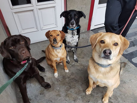 Límite de 3 animales por vivienda en Asturias: ¿Qué pasa si tengo más?