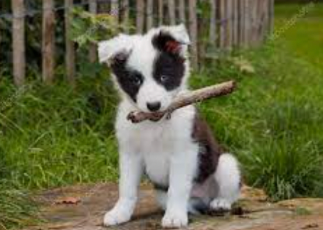 ¿Qué perro deberías tener según tu tipo de vida?