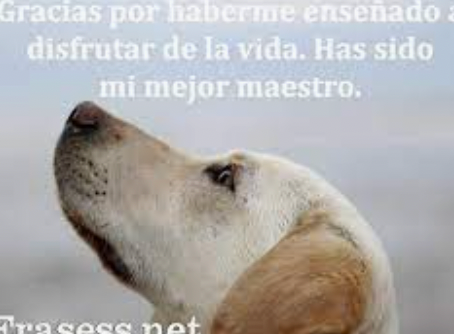 LA MUERTE DE TU MASCOTA-algunos problemas legales que se pueden presentar