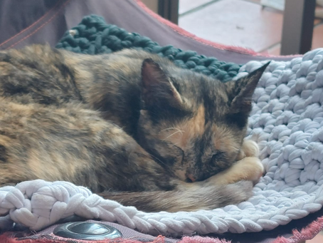GATOS. AVERIGUA QUE NO SABIAS