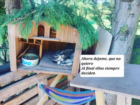 LAS GATAS