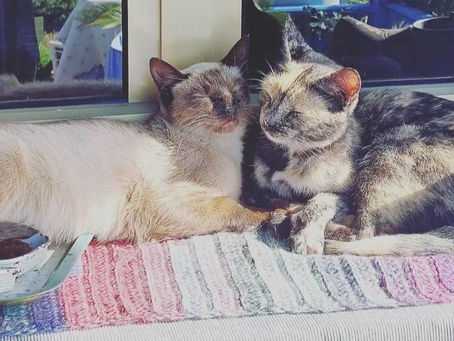 SOY UN GATO .¿Un gato de ciudad o un gato de pueblo?