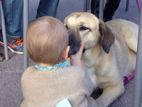 NIÑOS Y PERROS
¿Qué hacer?
Me encanta ver este tandem
¿Pero es tan idílico como nos lo presentan?