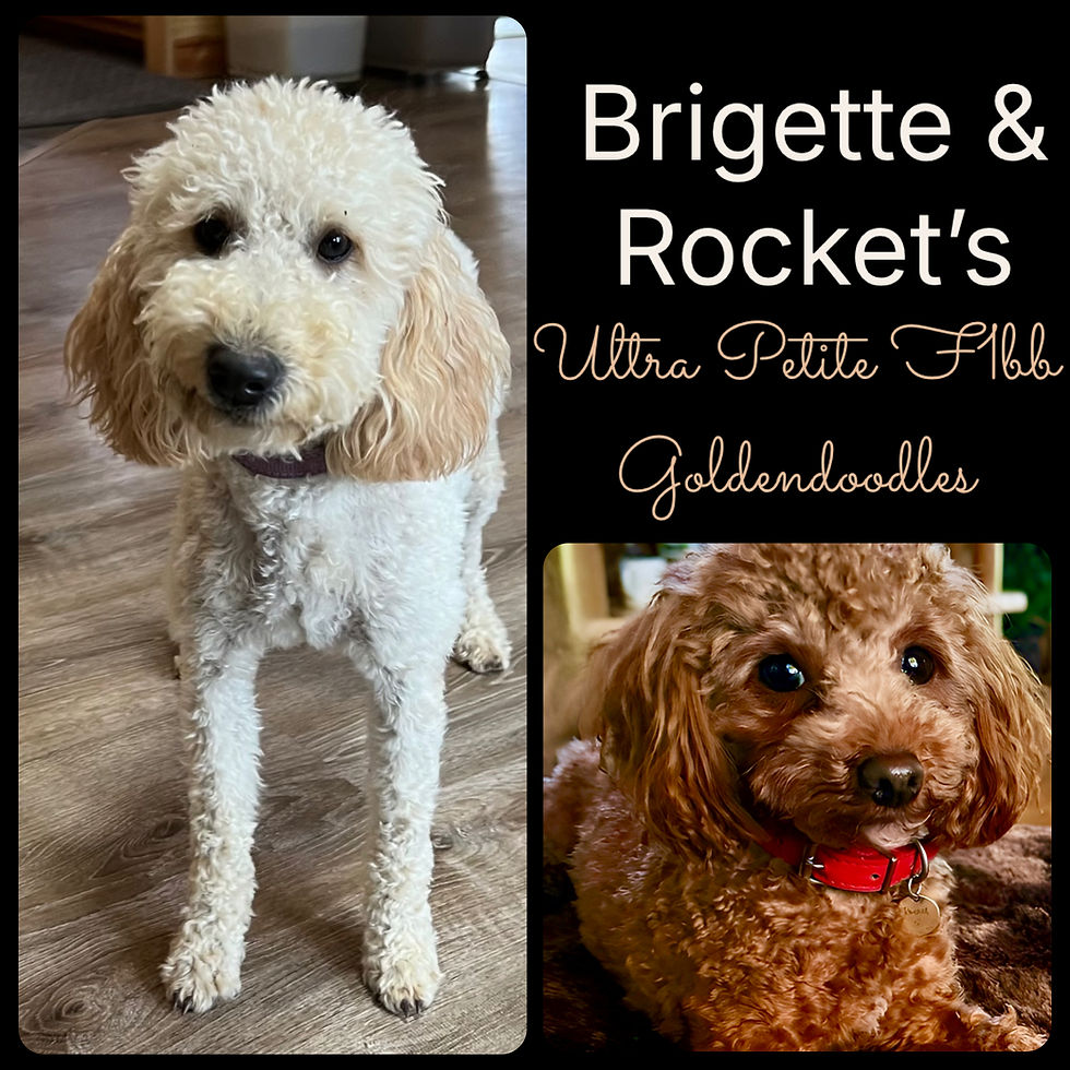Thumbnail: LEARN MORE about Bridgette's Mr. Red