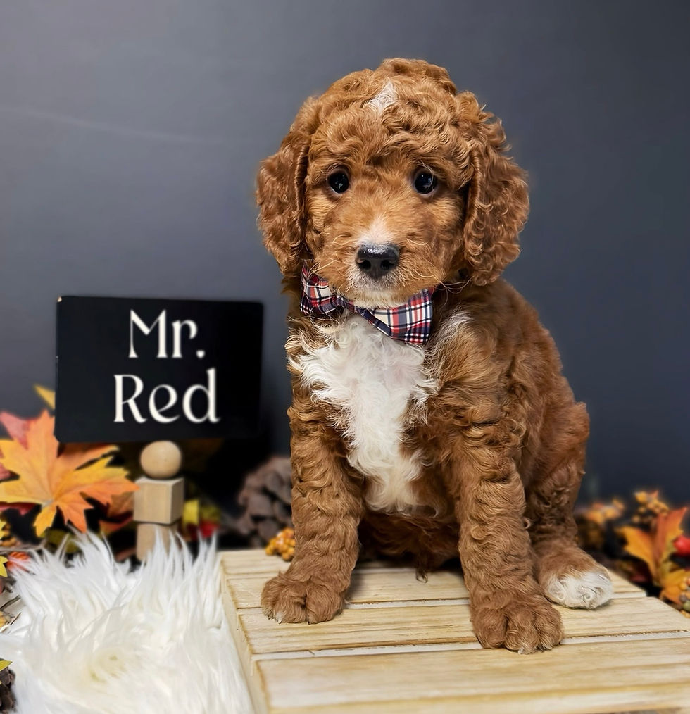 Thumbnail: LEARN MORE about Rudy-Polished Puppy & Welcome Home Bundle