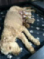 Thumbnail: LEARN MORE: Margo's Mini/Medium English TeddyBear Goldendoodle
